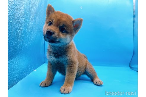 成約済の東京都の豆柴-270248の5枚目