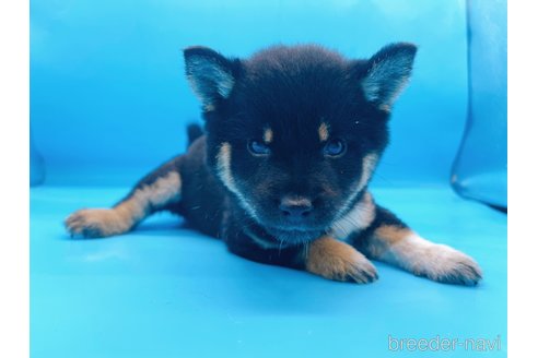 成約済の東京都の豆柴-271533の2枚目