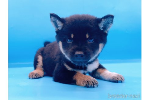 成約済の東京都の豆柴-271533の3枚目