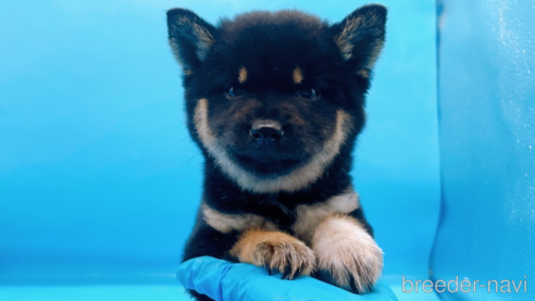 成約済の東京都の豆柴-271533の1枚目