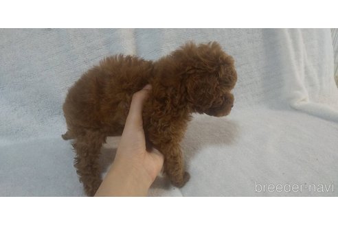 成約済の岡山県のマルプー:マルチーズ×トイプードル-272848の5枚目