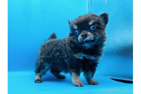 成約済の東京都のチワワ(ロングコート)-272866の13枚目