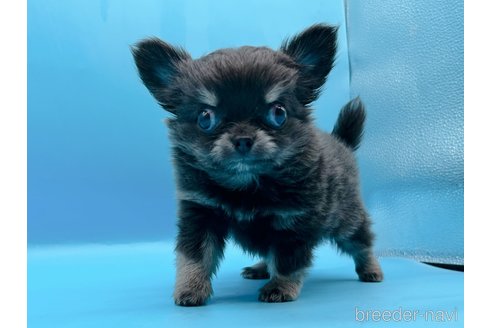 成約済の東京都のチワワ(ロングコート)-272866の14枚目