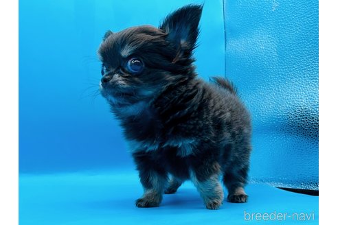 成約済の東京都のチワワ(ロングコート)-272866の16枚目