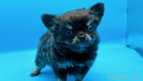 成約済の東京都のチワワ(ロングコート)-272866の12枚目