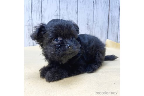 成約済の茨城県のチワプー:チワワ×トイプードル-271364の5枚目