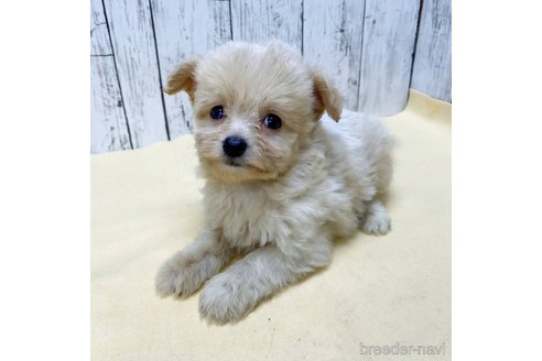成約済の茨城県のチワプー:チワワ×トイプードル-271361の7枚目