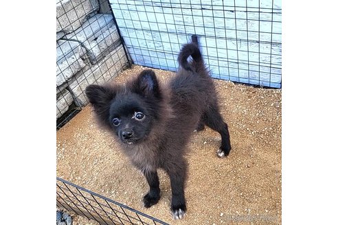 成約済の茨城県のポメラニアン-257210の34枚目