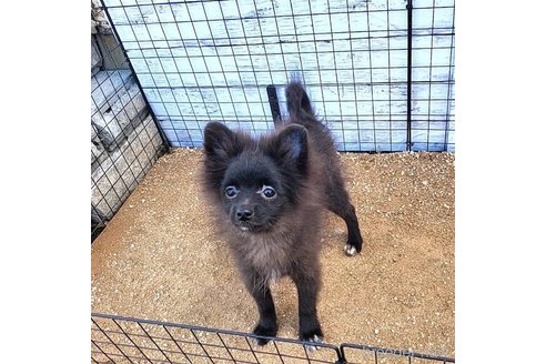 成約済の茨城県のポメラニアン-257210の31枚目