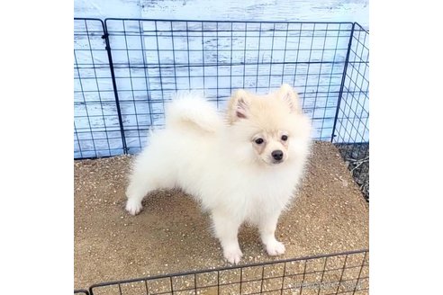 成約済の茨城県のポメラニアン-260067の49枚目