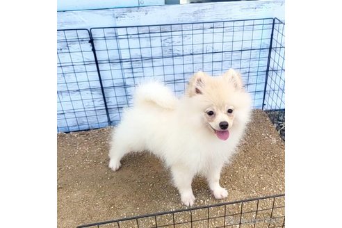 成約済の茨城県のポメラニアン-260067の48枚目