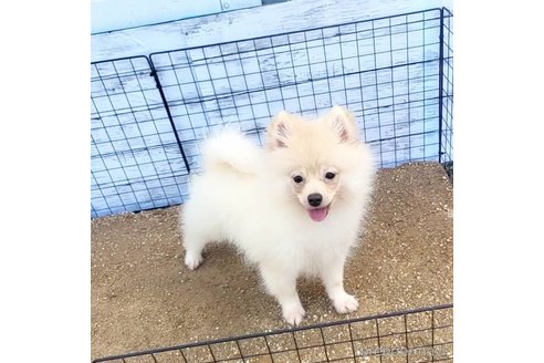 成約済の茨城県のポメラニアン-260067の47枚目