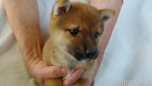 成約済の愛知県の豆柴-266726の1枚目