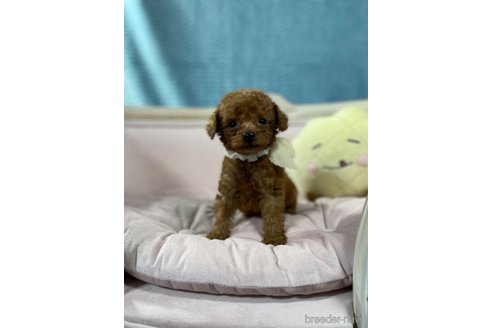 成約済の茨城県のティーカッププードル-269213の2枚目
