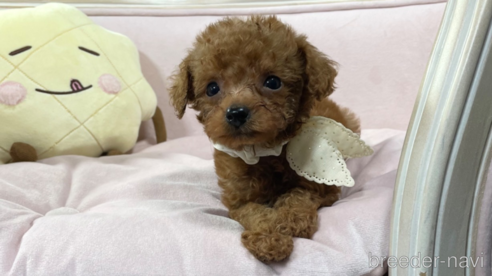 成約済の茨城県のティーカッププードル-269213の1枚目