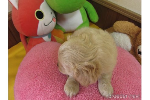 成約済の福岡県のミックス犬-269461の23枚目