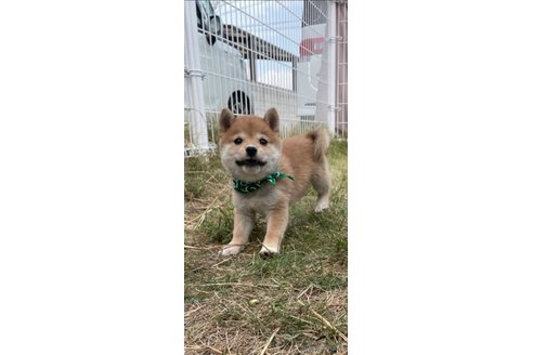 成約済の香川県の豆柴-271071の14枚目