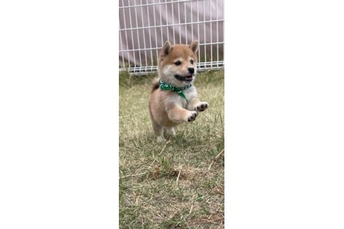成約済の香川県の豆柴-271071の13枚目