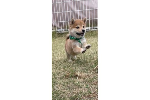 成約済の香川県の豆柴-271071の14枚目