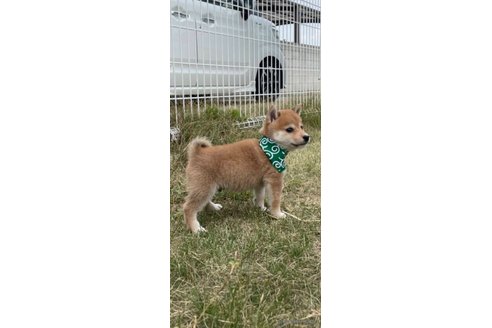 成約済の香川県の豆柴-271071の12枚目