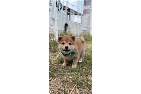 成約済の香川県の豆柴-271071の11枚目