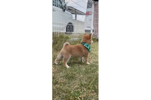 成約済の香川県の豆柴-271071の10枚目