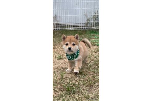 成約済の香川県の豆柴-271071の9枚目