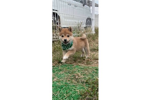 成約済の香川県の豆柴-271071の8枚目