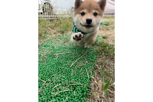 成約済の香川県の豆柴-271071の3枚目