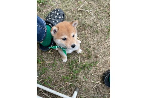 成約済の香川県の豆柴-271071の2枚目