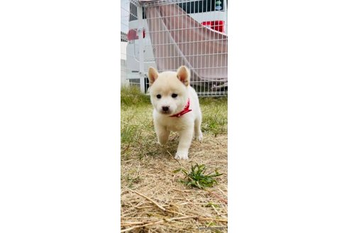 成約済の香川県の豆柴-271072の19枚目