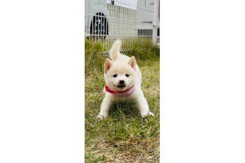 成約済の香川県の豆柴-271072の23枚目