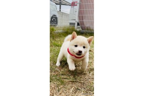 成約済の香川県の豆柴-271072の18枚目