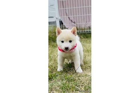 成約済の香川県の豆柴-271072の17枚目