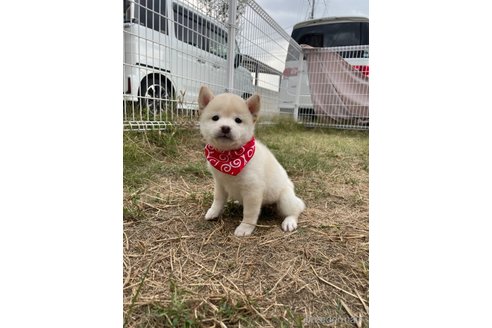 成約済の香川県の豆柴-271072の14枚目