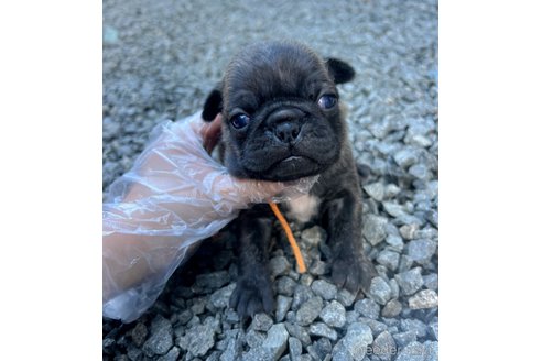 成約済の山梨県のミックス犬-271637の15枚目