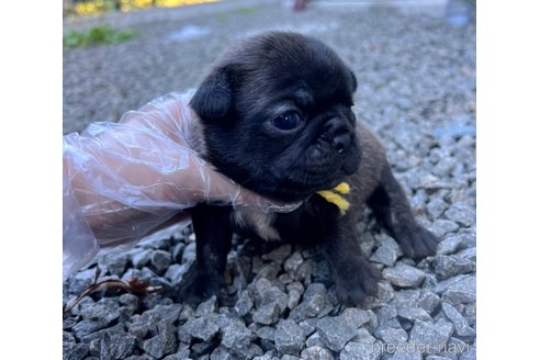 成約済の山梨県のミックス犬-271634の17枚目