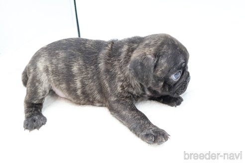 成約済の静岡県のミックス犬-272995の6枚目