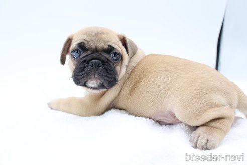 成約済の静岡県のミックス犬-273000の3枚目