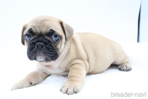 成約済の静岡県のミックス犬-273000の6枚目