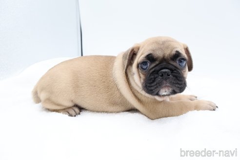 成約済の静岡県のミックス犬-273000の8枚目