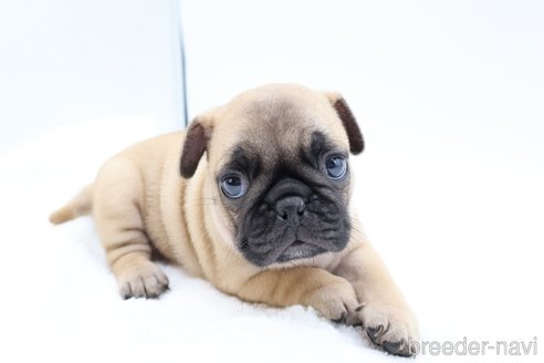 成約済の静岡県のミックス犬-273001の1枚目