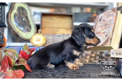 成約済の愛知県のミニチュアダックスフンド(ロングヘアード)-273011の4枚目