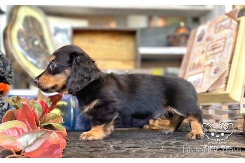 成約済の愛知県のミニチュアダックスフンド(ロングヘアード)-273011の5枚目