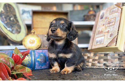成約済の愛知県のミニチュアダックスフンド(ロングヘアード)-273011の3枚目