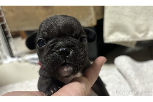 子犬