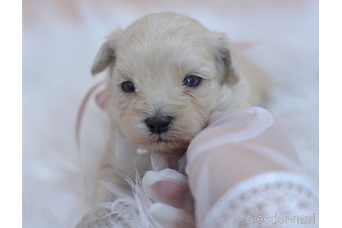 成約済の埼玉県のミックス犬-271856の33枚目