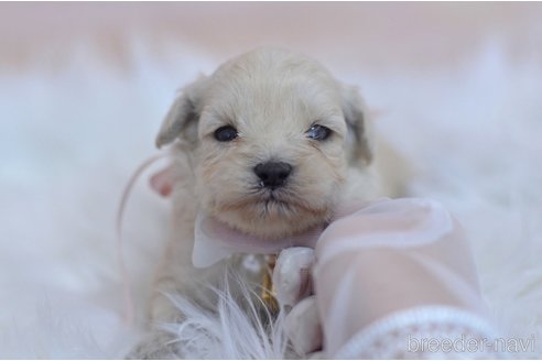 成約済の埼玉県のミックス犬-271856の32枚目