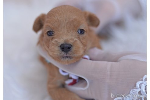 成約済の埼玉県のミックス犬-270699の5枚目