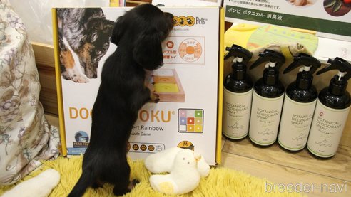 成約済の愛知県のカニンヘンダックスフンド(ロングヘアード)-266907の22枚目